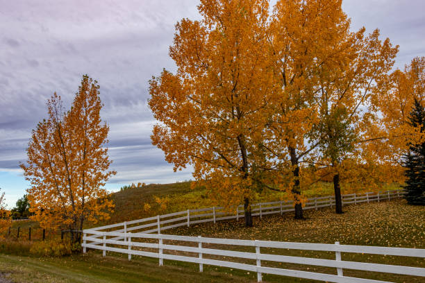 istock A drive through Foothills County Alberta Canada 1426699722