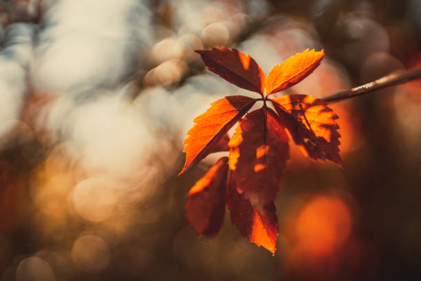feuilles d’automne dans un magnifique parc d’automne à malmö, en suède. - autumn leaf nature november photos et images de collection