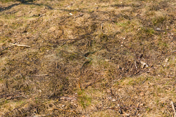 Grass snake Natrix Natrix hiding in grass.