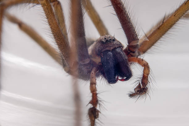 photo macro d’une eratigena atrica également connue sous le nom d’araignée géante de maison. - monstrosity photos et images de collection