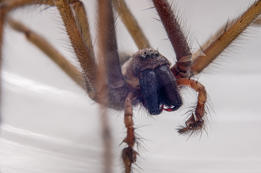 Macro photo of a Eratigena atrica also known as Giant house spider.