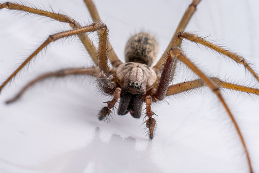 Macro photo of a Eratigena atrica also known as Giant house spider.