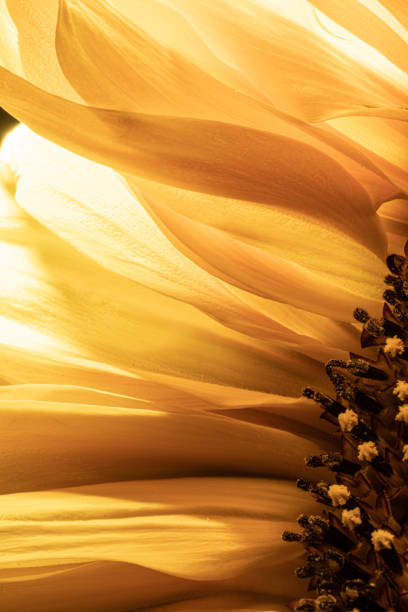 istock Closeup of yellow sunfower petals.. 1426703152