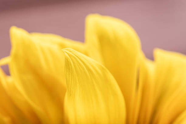 istock Closeup of yellow sunfower petals.. 1426703155