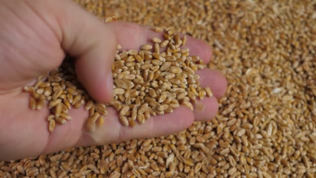 Human hand take and check ripe wheat
