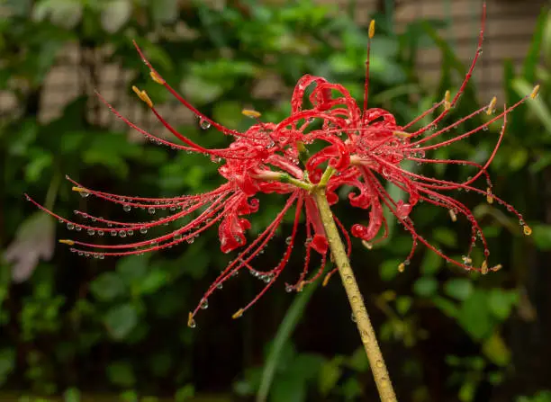 morning dew drop with redspiderlily flower.