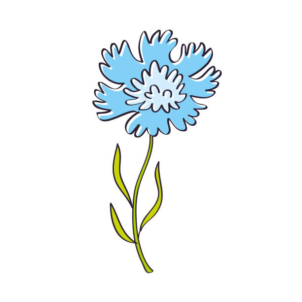 ilustrações, clipart, desenhos animados e ícones de flor azul centaurea cianeto ou flor de milho - uncultivated flower chicory cornflower