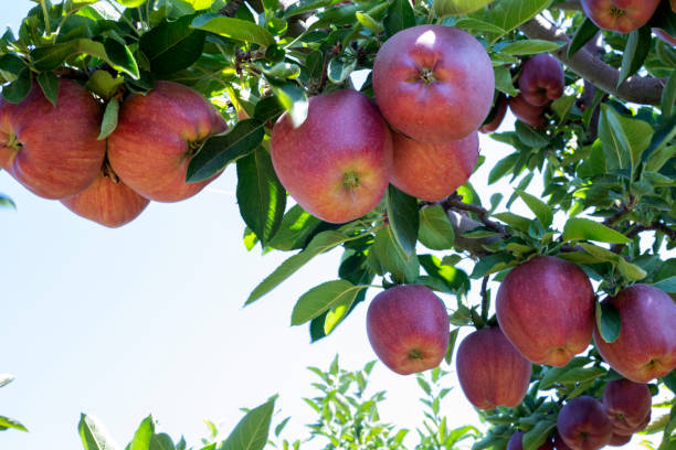 istock apple garden in harvest time 1426716308