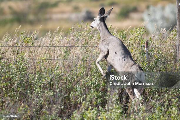 Deer Jumping A Fence In Rural Montana Of Western Usa Stock Photo - Download Image Now