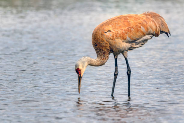 istock sandhill crane walking in shallow water 1426717170