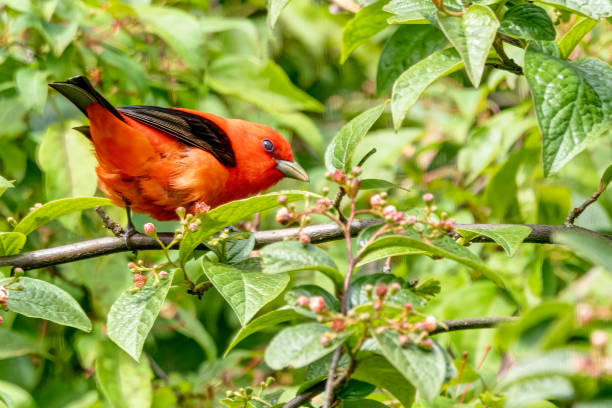 istock Male Scarlet Tanager perched on a tree branch 1426717254