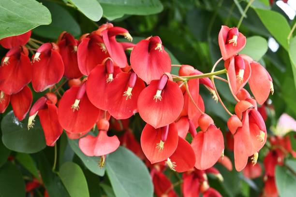 istock Cockspur coral tree ( Erythrina crista-galli ) flowers. 1426718697