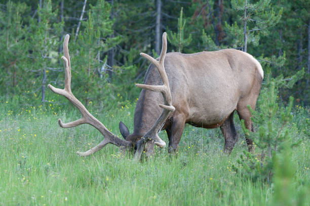 istock Elk grazing and showing amazing antlers 1426718922