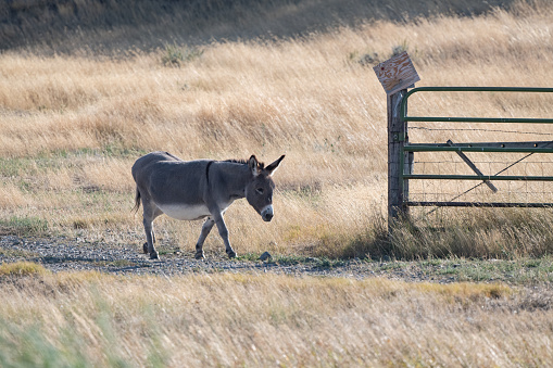 Donkey (burro) walking through open gate to pasture in rural ranch of Montana in western USA.