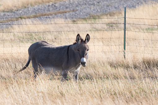 Donkey (burro) walking through open gate to pasture in rural ranch of Montana in western USA.