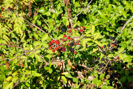 Blooming mulberry tree. Black and red mulberries on the branch of tree.Fresh mulberry.
