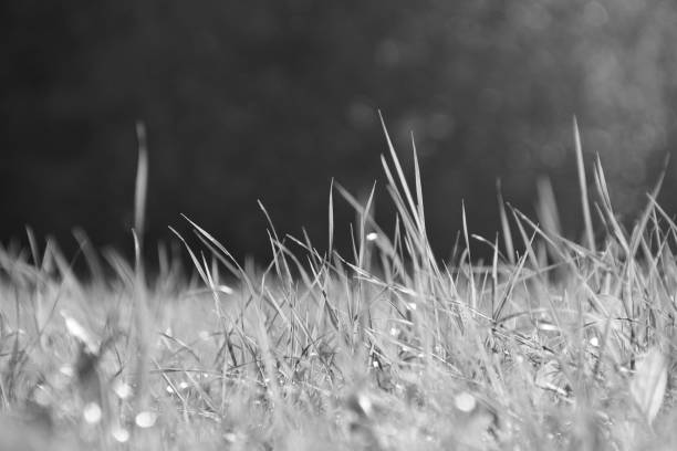 istock Close up of grass on field 1426721587