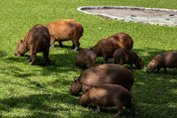 istock The largest living rodent in the world: Capybara 1426724230