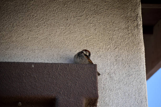 istock A Sparrow Outside the Home 1426727031