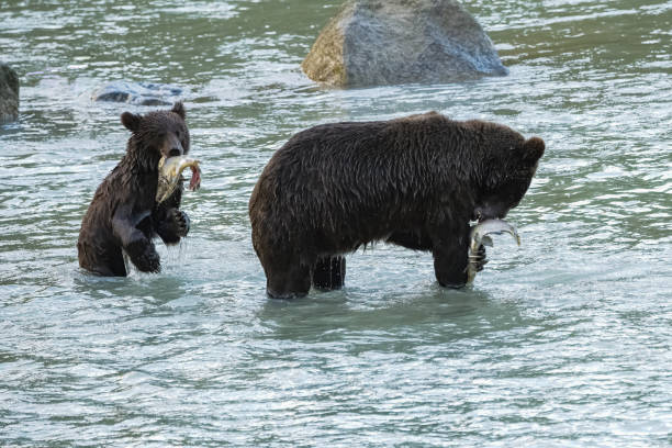 アラスカでサーモンを釣るグリズリーズ、カブの母 - bear salmon alaska cub ストックフォトと画像