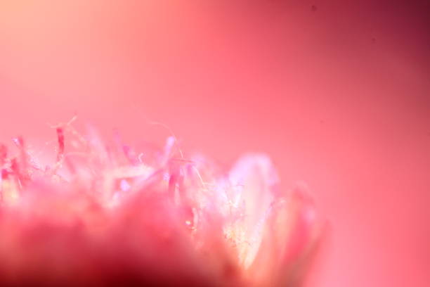 istock Dehydrated Pink Daisy with a Pink Background • Macro Photography 1426730046