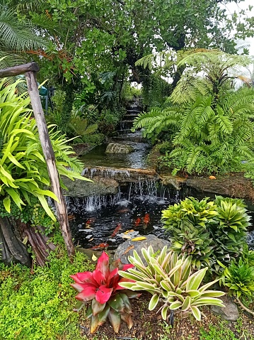 Carp fish pond in a small garden freshness and juiciness after the rain, taken in Bangkok, Thailand.