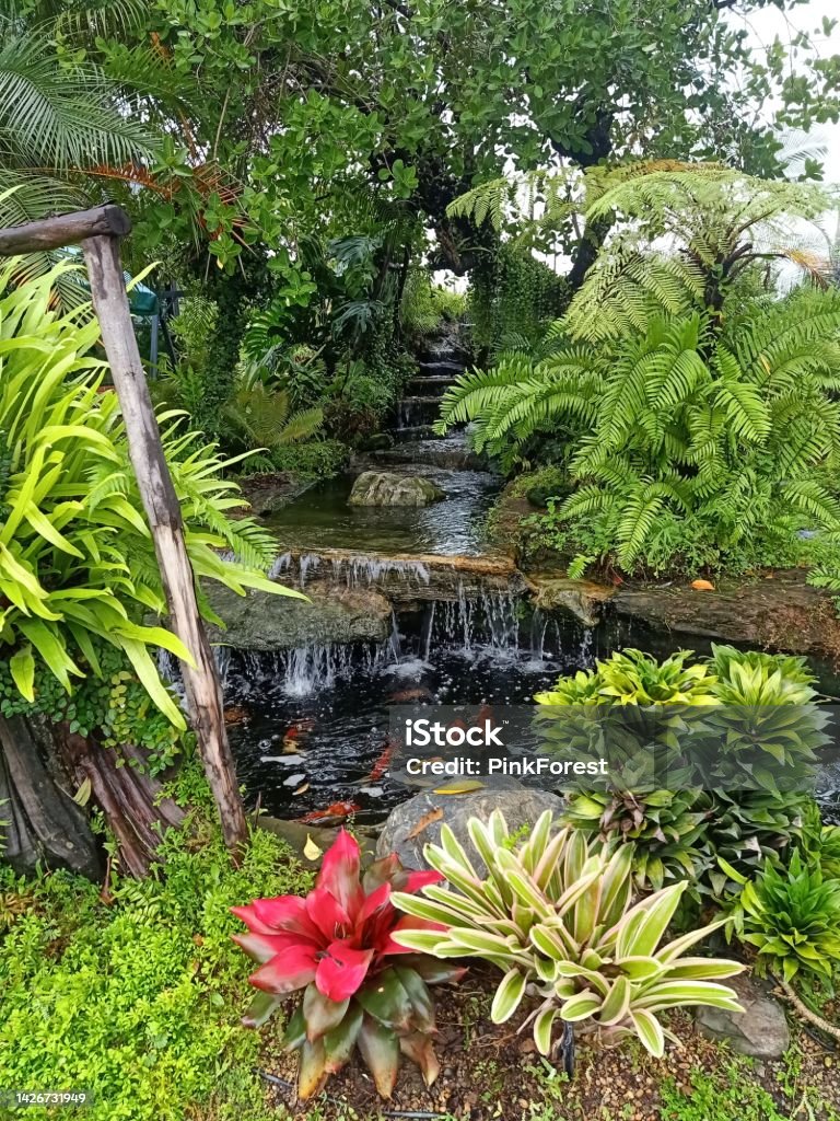 Carp fish pond Carp fish pond in a small garden freshness and juiciness after the rain, taken in Bangkok, Thailand. Backgrounds Stock Photo