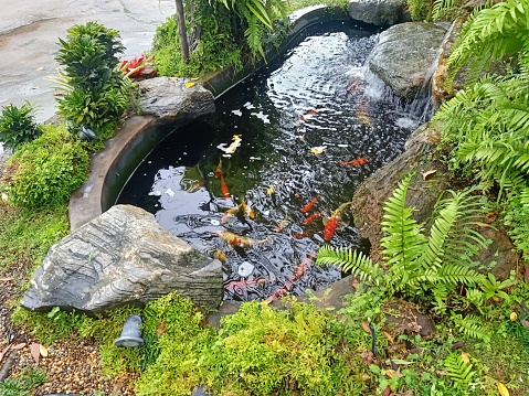 Japanese garden with koi-pond