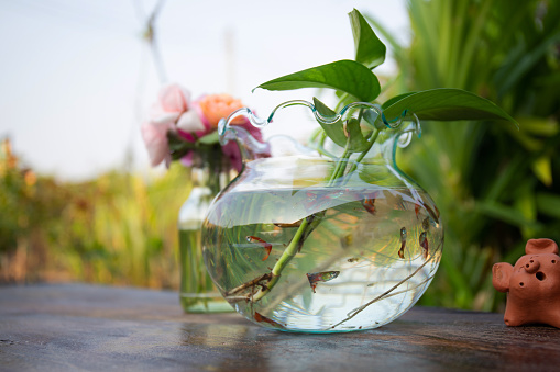 fish in a jar