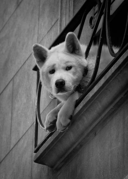 adorable dog from balcony black and white photo
