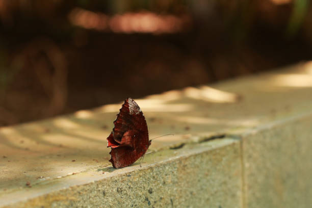 istock Butterfly in the garden. 1426751808