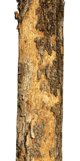 istock Trunk of a Tree Isolated On White Background 1426753171