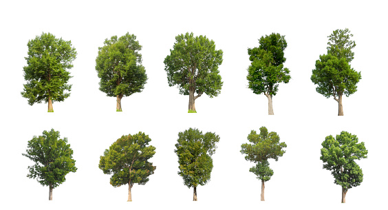 The collection of trees, Set of Isolated trees on white background