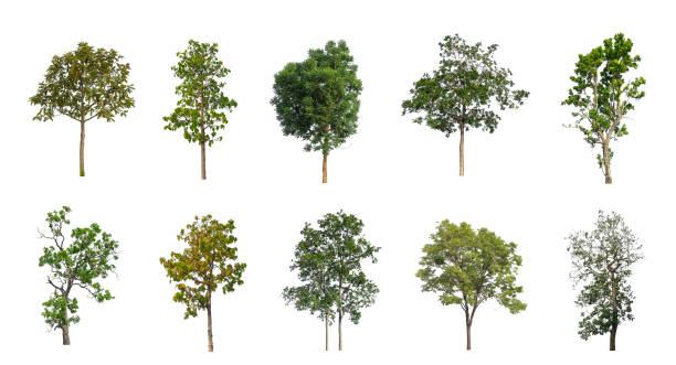 istock Set of Isolated trees on white background 1426753962