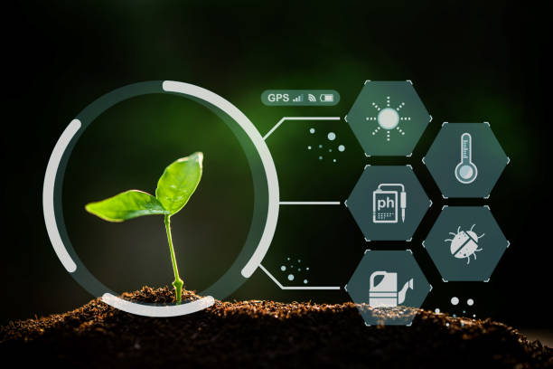 istock The Sapling are growing from the soil with sunlight with digital data information 1426753976