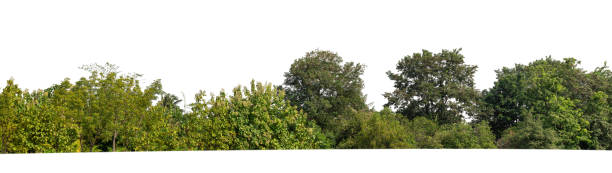 istock Forest and foliage in summer isolated on white background 1426754975
