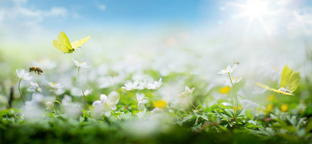 istock Art beautiful Spring nature blurred background; white spring flower and fly butterfly against evening sunny sky; 1426755596