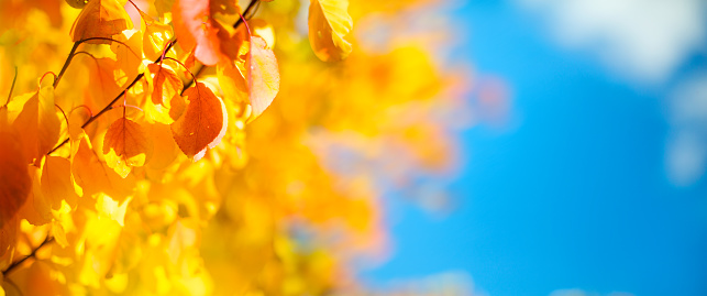 sunny yellow autumn leaves decorate a wide blurred background in the autumn forest