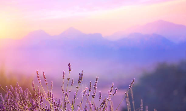 blooming lavender flowers at sunset in provence alps, france - france european alps landscape meadow imagens e fotografias de stock