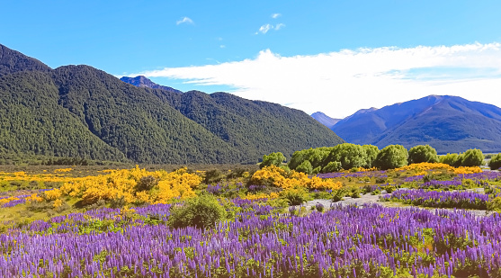 El campo de flores de altramuz en la zona silvestre de la temporada de primavera y el fondo azul de la montaña del cielo photo