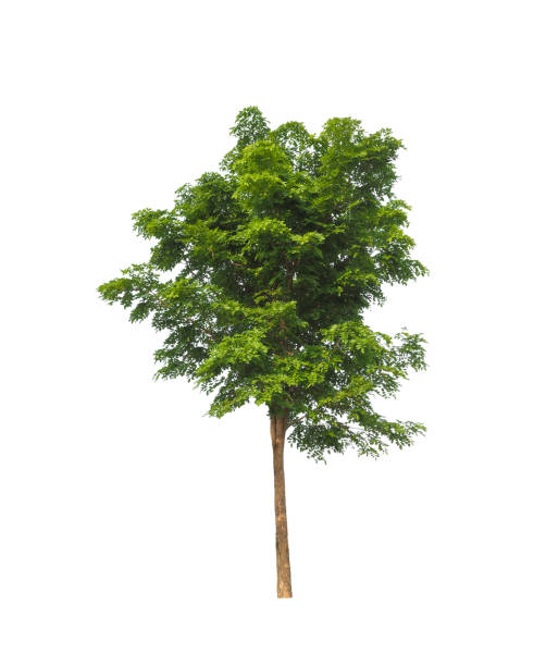 istock Trees that are isolated on a white background are suitable for both printing and web pages 1426756092