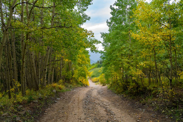 camino de tierra a través de álamos de otoño de colorado en las montañas de san juan - uncompahgre national forest fotografías e imágenes de stock