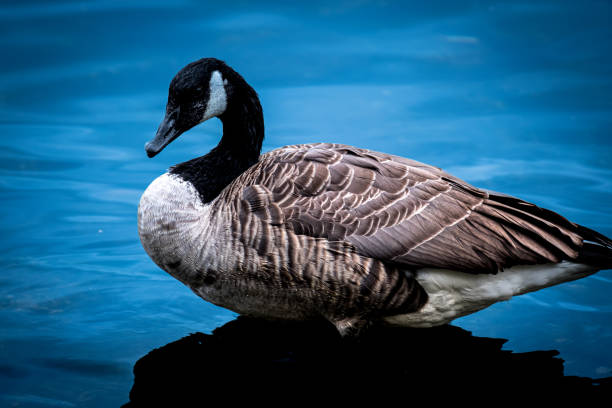 istock Canadian Geese 1426757135