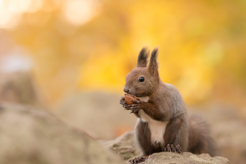 Squirrel looking at camera while sitting on a rock by the ocean, Paradise grove, California.