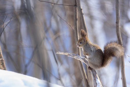 Hokkaido Squirrel in forest.