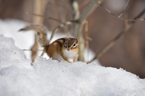 Chipmunk in Winter forest.