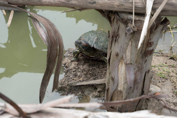 istock Sometimes the turtles find a quiet place to rest. 1426760855