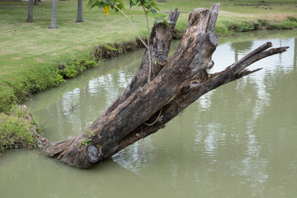 The tree must have been cut down into the well and cut down until only a dry stump was left in the well.