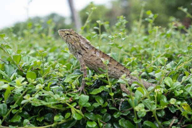 istock A chameleon on the tip of a bush. 1426760916