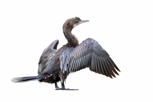 cormorano - great black cormorant foto e immagini stock